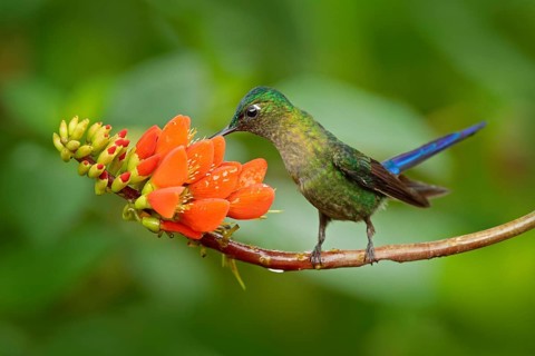 Long-tailed Sylph, Aglaiocercus kingi, rare hummingbird from Peru, green-blue bird flying next to