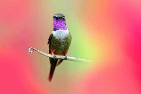 Hummingbird from Colombia in bloom flower, Colombia, wildlife from tropic jungle. Wildlife scene