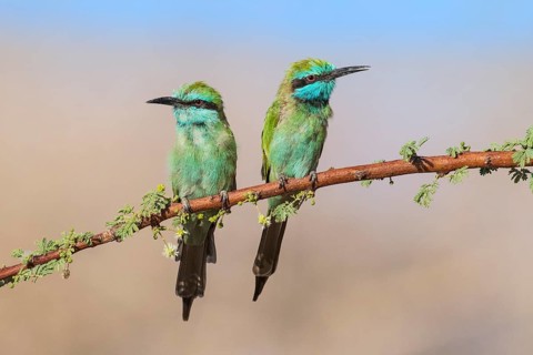 Green Bee-eater (Merops orientalis) pair, Eilat, Israel