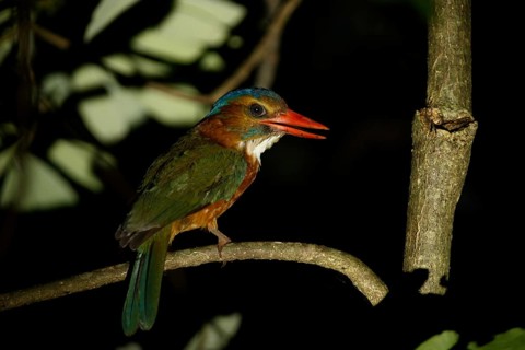 Green-backed Kingfisher (Actenoides monachus) female perched on a branch, Sulawesi Utara, Indonesia