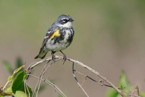 Myrtle Warbler (Setophaga coronata coronata) male perched on a branch, Texas, USA