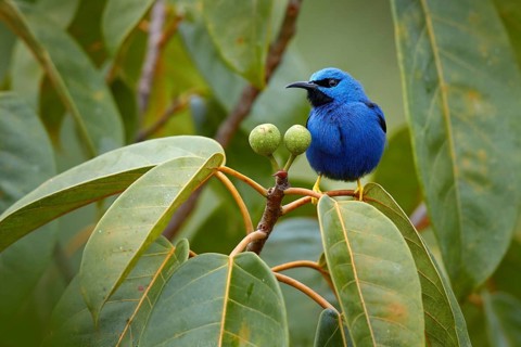 Blue tropic bird, close-up portrait. Shining Honeycreeper, Cyanerpes lucidus, wildlife from Costa