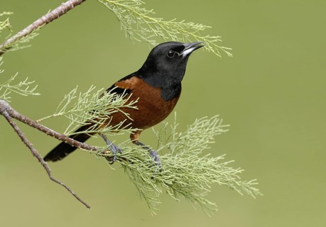 Orchard Oriole (Icterus spurius) male, Texas, USA