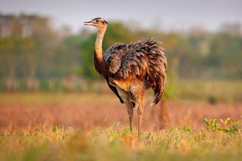 Wildlife scene from Brazil. Bird with long neck. Greater Rhea, Rhea americana, big bird with fluffy