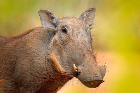 Common warthog, brown wild pig with tusk. Close-up detail of animal in nature habitat. Wildlife