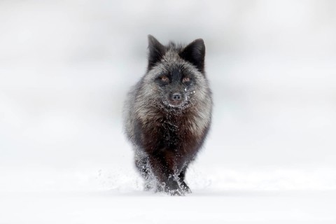 Black silver fox, rare form. Dark red fox hunting in snow meadow forest. Wildlife scene from wild