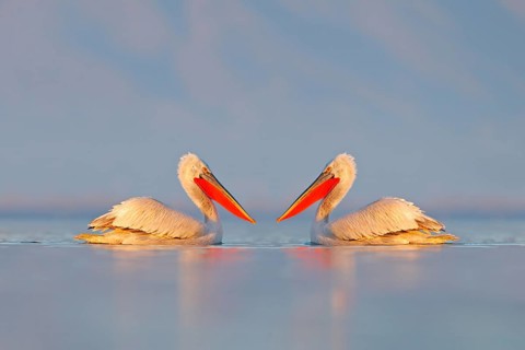 Bird in the water. Dalmatian pelican, Pelecanus crispus, landing in Lake Kerkini, Greece. Pelican