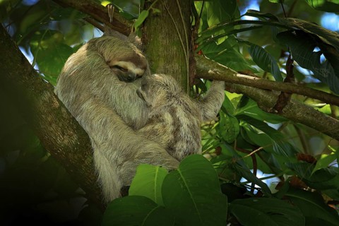 Sloth with young baby. Beautiful animal in nature habitat. Linnaeus's two-toed Sloth, Choloepus
