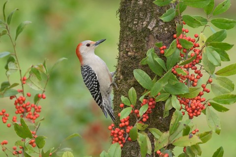 Red-bellied Woodpecker (Melanerpes carolinus) female climbing up tree, Texas, USA