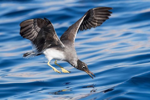 White-eyed Gull (Ichthyaetus leucophthalmus) flying, Eilat, Israel