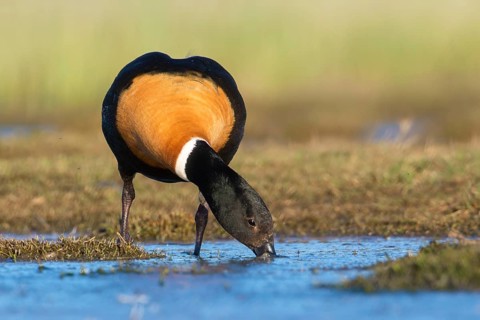 Australian Shelduck (Tadorna tadornoides) male foraging, Victoria, Australia