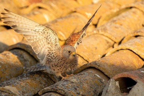 Lesser Kestrel (Falco naumanni) male on a roof, Castile-La Mancha, Spain