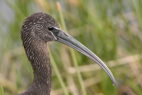 Glossy Ibis (Plegadis falcinellus), Florida, USA