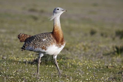 Great Bustard (Otis tarda), Extremadura, Spain