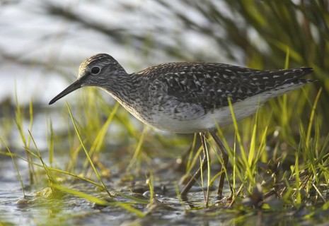 Wood Sandpiper (Tringa glareola), Schleswig-Holstein, Germany