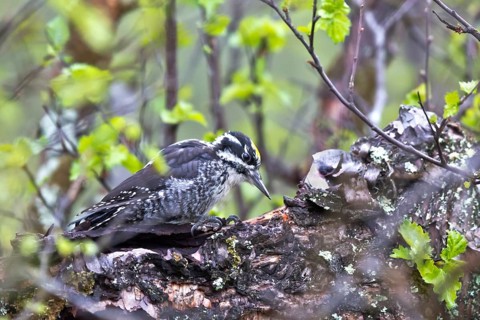 Eurasian Three-toed Woodpecker (Picoides tridactylus) male, Dovrefjell, Norway