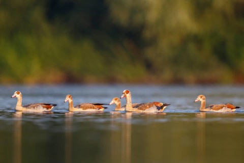 Egyptian Goose (Alopochen aegyptiaca) pair with young on water, North Rhine-Westphalia, Germany