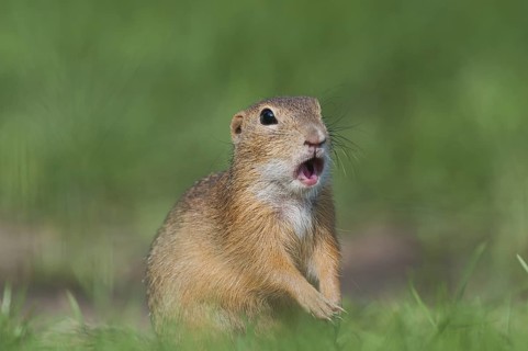 European Ground Squirrel (Spermophilus citellus) standing alert in meadow, Austria
