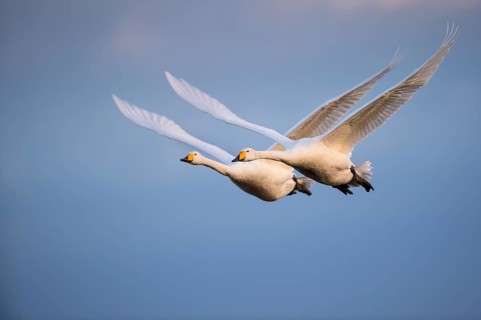 Whooper Swan (Cygnus cygnus) flying, Lower Saxony, Germany