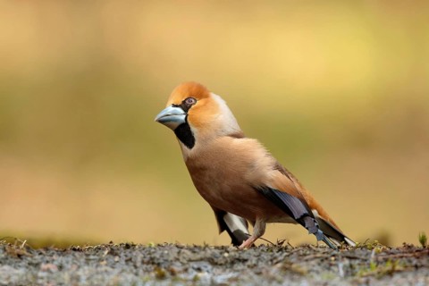 Appelvink bezig met parings dans, Hawfinch busy with mating dance
