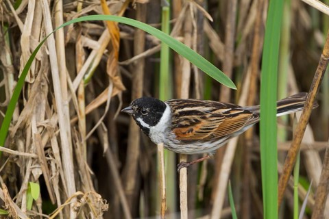 Reed Bunting - Rohrammer - Emberiza schoeniclus ssp. schoeniclus, Germany, adult male