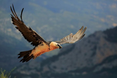 Bearded vulture / Lammergeier (Gypaetus barbatus) flying, Solsona, Lleida, Spain