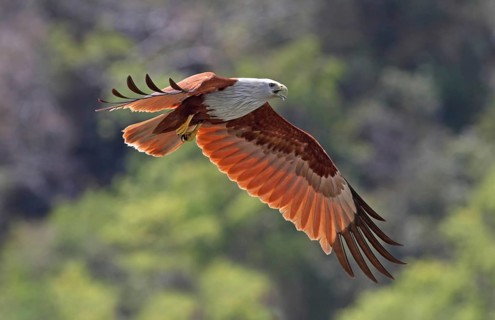 Brahminy Kite (Haliastur indus) flying, Kedah, Malaysia