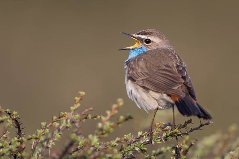 Bluethroat - Blaukehlchen - Cyanecula svecica ssp. saturatior, Kyrgyzstan, adult male
