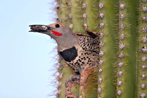 Gilded Flicker Colaptes auratus Tucson, Pima County, Arizona, United States 26 April Adult Male