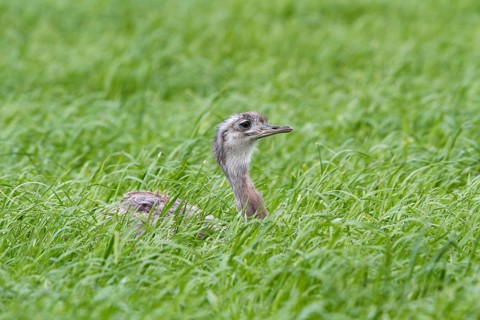 Greater Rhea (Rhea americana) perched in a corn field, Mecklenburg-Western Pomerania, Germany