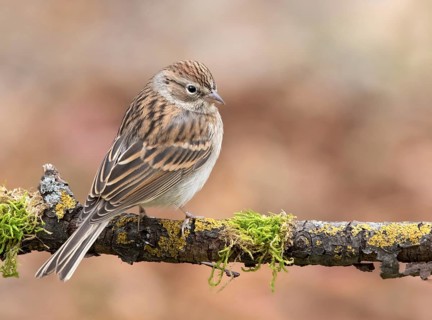 A fall plumage Chipping Sparrow, Spizella passerina, perched in Saskatoon, Saskatchewan, Canada