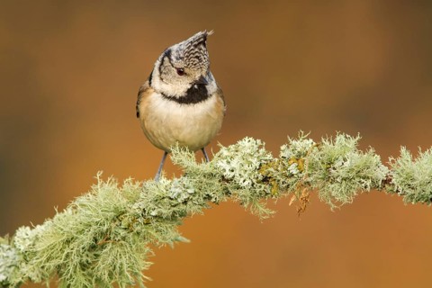European Crested Tit (Lophophanes cristatus), perched on a branch, Galicia, Spain