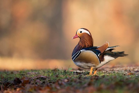 Mandarin Duck (Aix galericulata) male, North Rhine-Westphalia, Germany