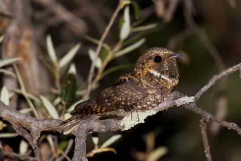 Meixcan Whip-poor-will Antrostomus arizonae Huachuca Mountains, Cochise County, Arizona, United