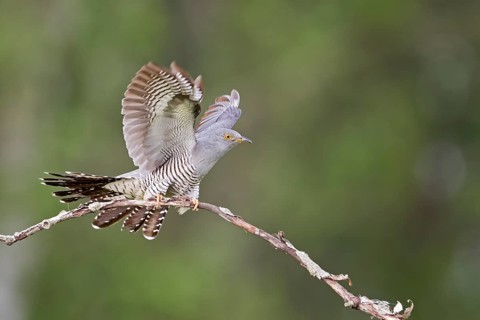 Common Cuckoo (Cuculus canorus) male, Saxony-Anhalt, Germany