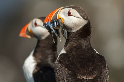 Atlantic Puffin (Fratercula arctica) adult portrait, Farne Islands, United Kingdom