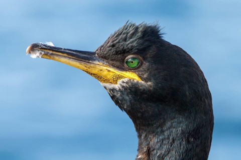 European Shag (Phalacrocorax aristotelis) adult portrait, Farne Islands, United Kingdom