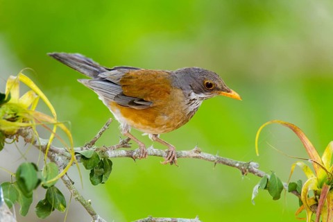 Rufous-backed Robin Turdus rufopalliatus El Tuito, Jalisco, Mexico 12 June Adult Turdidae