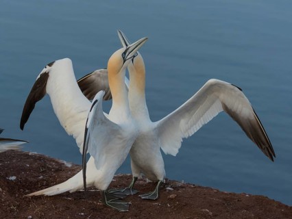 Northern Gannet (Morus bassanus) pair displaying, Schleswig-Holstein, Germany