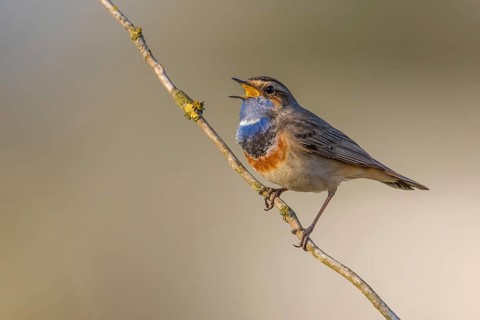 Bluethroat (Luscinia svecica cyanecula) male singing, Poland