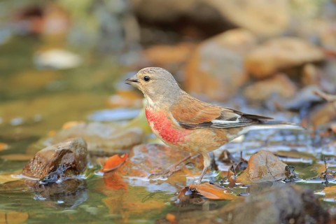 Common Linnet (Linaria cannabina) male at waterhole, Andalusia, Spain