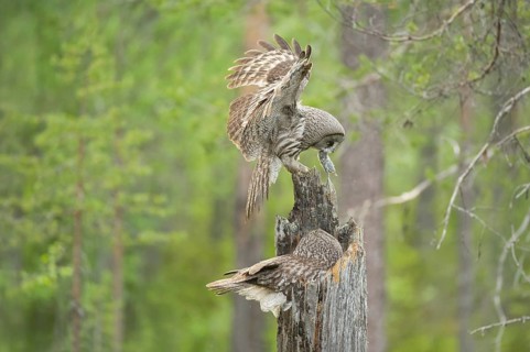 Great Grey Owl (Strix nebulosa) male landing on nest with mouse prey in beak, Suomussalmi, Finland