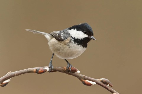 Coal Tit (Periparus ater), Rhineland-Palatinate, Germany