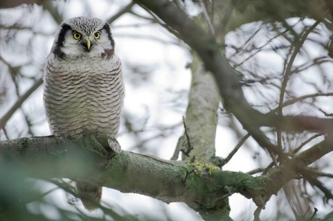 Northern Hawk-Owl (Surnia ulula), Saxony, Germany