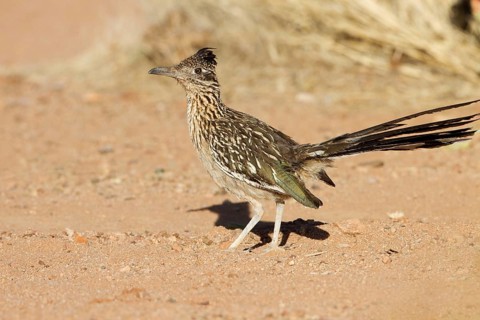 Greater Roadrunner (Geococcyx californianus), Arizona, USA