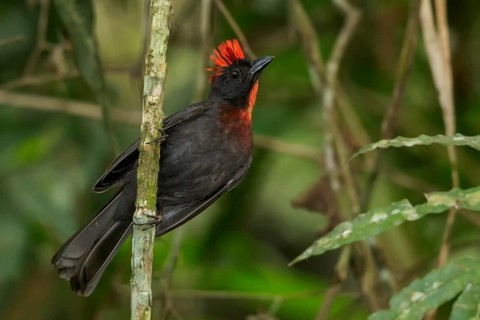 Sooty Ant Tanager (Habia gutturalis) perched on a branch in the mountains of Colombia, South