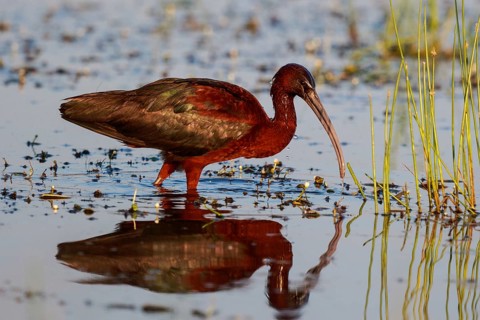 Glossy Ibis (Plegadis falcinellus) foraging, Lesvos, Greece