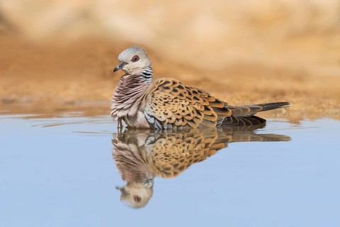 European Turtle Dove (Streptopelia turtur) bathing, Negev, Israel