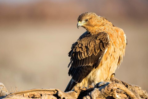 Bonelli's Eagle (Aquila fasciata) juvenile, Castile-La Mancha, Spain