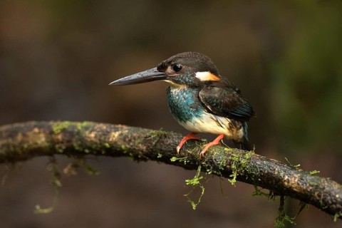 Blue-banded Kingfisher (Alcedo euryzona) male perched on a branch, Selangor, Malaysia